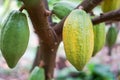 Cocoa fruit in the garden with lemon leaves in the background, agricultural production concept, gardening