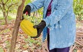 Cocoa fruit in the garden with lemon leaves in the background, agricultural production concept, gardening