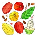 Cocoa fruit illustration set Royalty Free Stock Photo