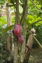 Cocoa fruit on the island of Grenada. Caribbean. Royalty Free Stock Photo