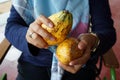 Cocoa Fruit in Monggo Chocolate Museum Royalty Free Stock Photo