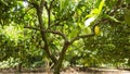 Cocoa fruit in the plant