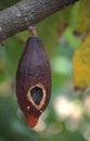 Cocoa Fruit Pod Hanging From a Tree Royalty Free Stock Photo