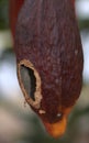 Cocoa Fruit Pod Hanging From a Tree Royalty Free Stock Photo