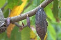 Cocoa Fruit Pods Hanging From a Tree Royalty Free Stock Photo