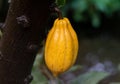 Cocoa-fruit in rain close-up Royalty Free Stock Photo