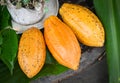 Cocoa fruit, Ripe Cocoa pods on green leaf