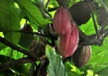 Cocoa fruit ripens on the trees. cocoa farm in the Dominican Republic. Royalty Free Stock Photo