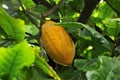 Cocoa fruit ripens on the trees. Royalty Free Stock Photo