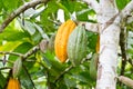 Cocoa fruit in the tree