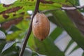 Cocoa fruit on a tree Royalty Free Stock Photo
