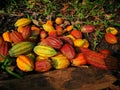 Multicolor cocoa fruits