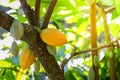 Cocoa fruits on the tree Royalty Free Stock Photo