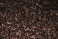 Cocoa beans background in Guadeloupe Royalty Free Stock Photo