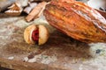 Cocoa at the island of Grenada Royalty Free Stock Photo