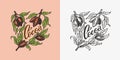 Cocoa leaves. Vintage badge or logo for t-shirts, typography, shop or signboards. Hand Drawn engraved sketch. Vector