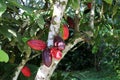 Cocoa plant in Ecuador with cocoa fruit Royalty Free Stock Photo