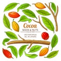 Cocoa plant vector