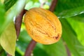 Cocoa plant fruit Royalty Free Stock Photo