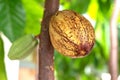 Cocoa plant fruit Royalty Free Stock Photo