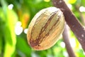 Cocoa plant fruit Royalty Free Stock Photo