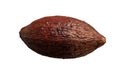 Cocoa plant fruit Royalty Free Stock Photo