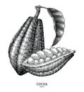 Cocoa plant hand draw vintage engraving style isolated on white