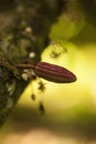 Cocoa plant tree with a fruit. Royalty Free Stock Photo