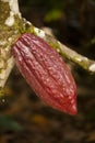 Cocoa plant tree with a fruit Royalty Free Stock Photo