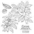 Cocoa plant vector