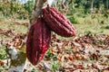 Cocoa plantation, pod, plant, in the amazon, tropical climate, Ecuadorian cocoa Royalty Free Stock Photo