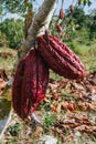 Cocoa plantation, pod, plant, in the amazon, tropical climate, Ecuadorian cocoa Royalty Free Stock Photo