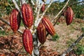 Cocoa plantation, pod, plant, in the amazon, tropical climate, Ecuadorian cocoa Royalty Free Stock Photo