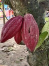 Cocoa plants are the basic ingredients of chocolate