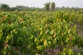 Cocoa plants in nature Background.