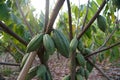 Cocoa plants in nature Background.