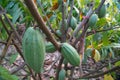 Cocoa plants in nature Background.