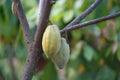 Close up Cocoa plants in nature Background.