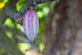 Cocoa pod Royalty Free Stock Photo