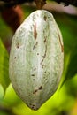 Cocoa pod Royalty Free Stock Photo