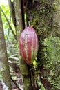 Cocoa pod Royalty Free Stock Photo