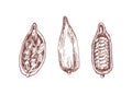 Cocoa pod with beans hand drawn vector illustrations set. Cacao sprout half cut with chocolate seeds isolated on white Royalty Free Stock Photo