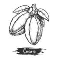 Cocoa pod or cacao bean with leaf. Sketch