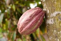 Cocoa pod growing from tree in Cuba Royalty Free Stock Photo