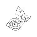 Cocoa pod illustrations. Sketch vector food illustration. Essential oil, medicine, cosmetic