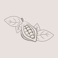 Cocoa pod illustrations. Sketch vector food illustration. Essential oil, medicine, cosmetic