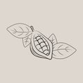 Cocoa pod illustrations. Sketch vector food illustration. Essential oil, medicine, cosmetic