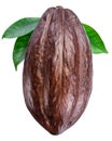 Cocoa pod with cocoa leaves on a white background. Clipping path Royalty Free Stock Photo