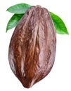 Cocoa pod with cocoa leaves on a white background. Clipping path Royalty Free Stock Photo