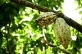 Cocoa pod Royalty Free Stock Photo